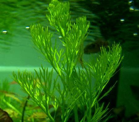 山椒藻——一种神奇的水生蕨类植物（探究山椒藻的特点）