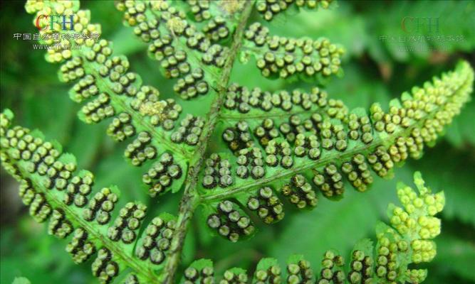 山椒藻——一种神奇的水生蕨类植物（探究山椒藻的特点）