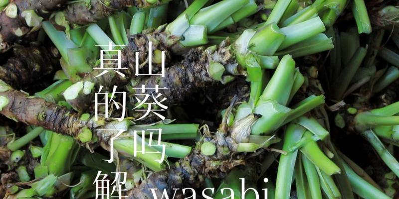 山葵种植的适宜条件（探究山葵生长的环境要求）