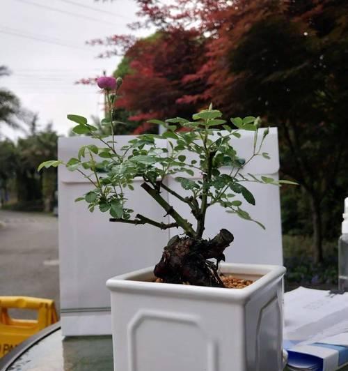 山木香老桩的养殖与养护（传统技艺现代应用）