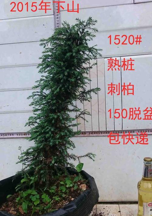 山木香老桩的养殖与养护（传统技艺现代应用）