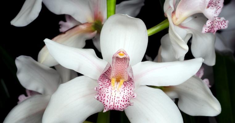 白蝴蝶兰的花语与寓意（展现高贵与纯洁的花卉之王）