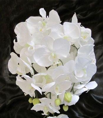 白蝴蝶兰的花语与寓意（展现高贵与纯洁的花卉之王）