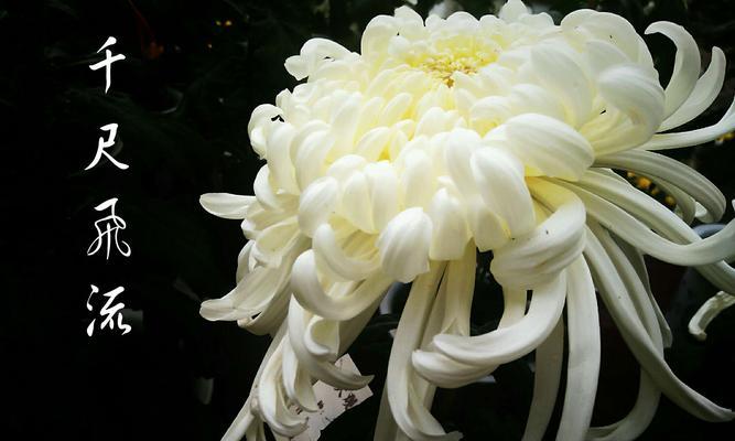 白菊花的象征意义及其美丽的传承（白菊花的文化内涵和人们对其的情感寄托）