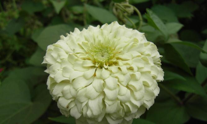 白菊花的象征意义及其美丽的传承（白菊花的文化内涵和人们对其的情感寄托）