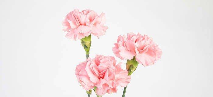 白康乃馨花语（美丽而纯洁的白康乃馨花所蕴含的深意）