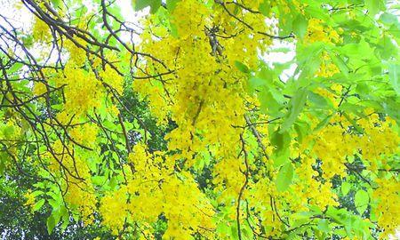 山上的黄花树海（探秘生机勃勃的自然奇观）