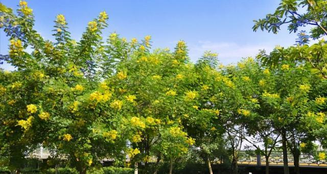 山上的黄花树海（探秘生机勃勃的自然奇观）