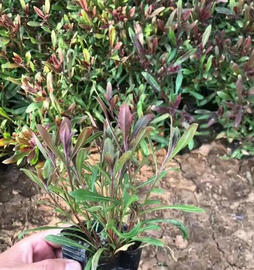 山桃草养殖指南（种植技巧）