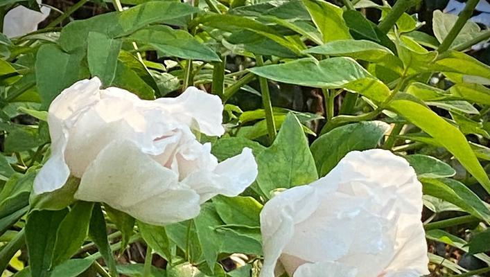 白牡丹花的风水寓意与作用——带来纯洁和幸福（探索白牡丹花在风水学中的重要地位）