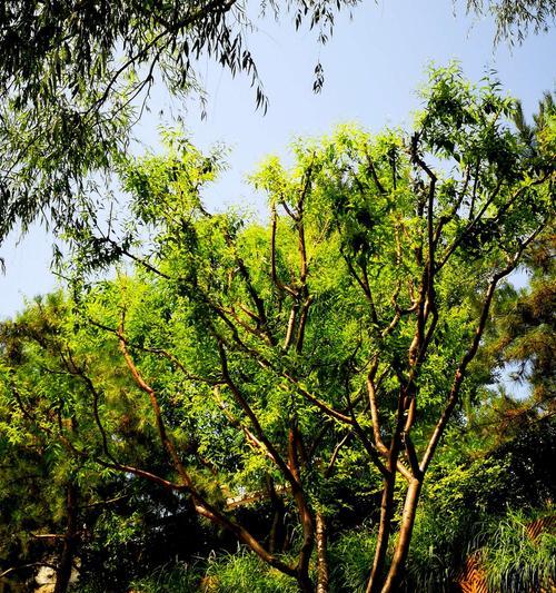 山桃树是裸子植物吗？——揭秘山桃树的性质