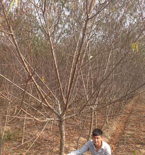 山桃树是裸子植物吗？——揭秘山桃树的性质