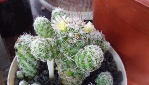 白鸟开花的花语与寓意（揭秘白鸟开花的神奇魅力）