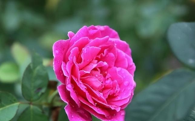 白蔷薇花语与代表意义（纯洁而娇美的象征——白蔷薇的美丽诠释）