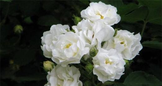 白蔷薇花语与代表意义（纯洁而娇美的象征——白蔷薇的美丽诠释）