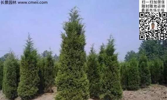 山西适宜种植的树种（探究山西地理环境与树种适应性）