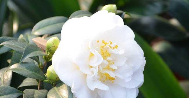 白色山茶花的花语与代表意义——纯洁与希望（白色山茶花）