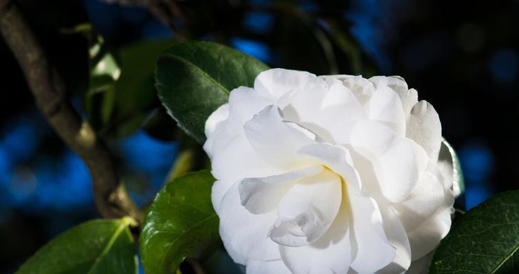 白色山茶花的花语与代表意义——纯洁与希望（白色山茶花）
