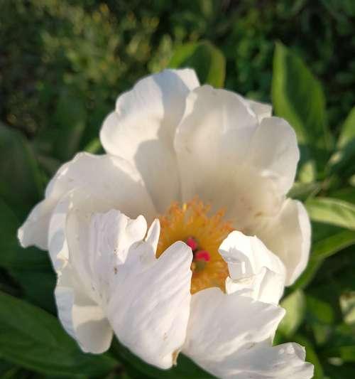 白芍花的象征意义（探寻白芍花的文化内涵）