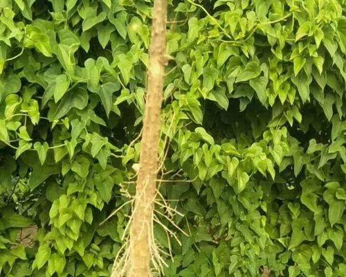 山药成熟季节的探究（山药成熟季节的变化及影响）