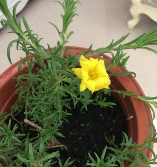 白太阳花的象征意义（美丽的花朵中蕴含的深刻寓意）