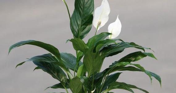 白掌花语（以白掌花为载体）