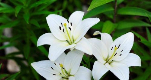 百合花的花语与象征意义（传递爱与纯洁的花朵）