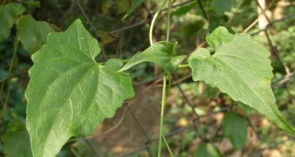 揭秘山药豆，来自何方（认识山药豆的营养和健康价值）