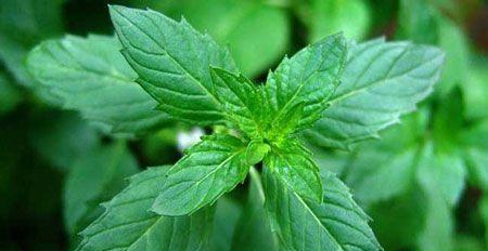 薄荷叶的花语与寓意（清新舒适的氛围传递健康与希望）