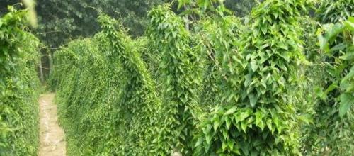 山药的生长环境条件及特点（探寻山药生长秘密）