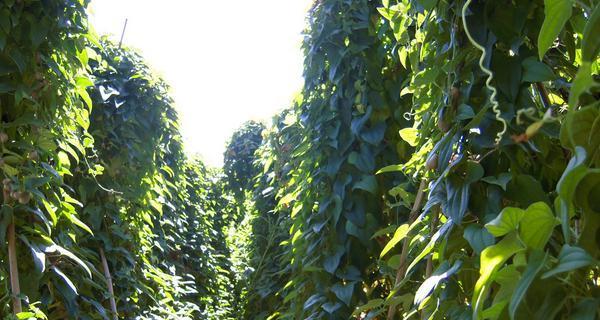 山药种植技巧详解（一年几次、如何收成）