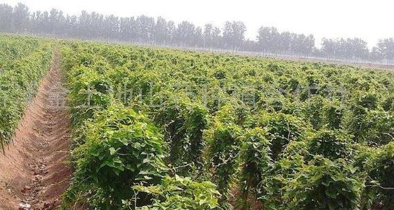 山药种植技巧详解（一年几次、如何收成）