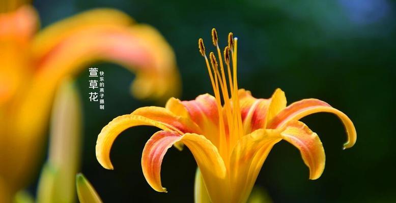 表达父爱的花语，绽放父爱的花（父爱的花语）