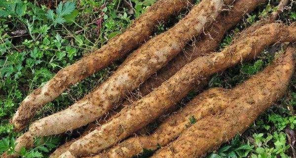 山药的四季之美（品尝山药的最佳季节）