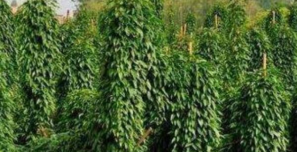 山药的多种别名及其功效（探秘“地下人参”——山药）