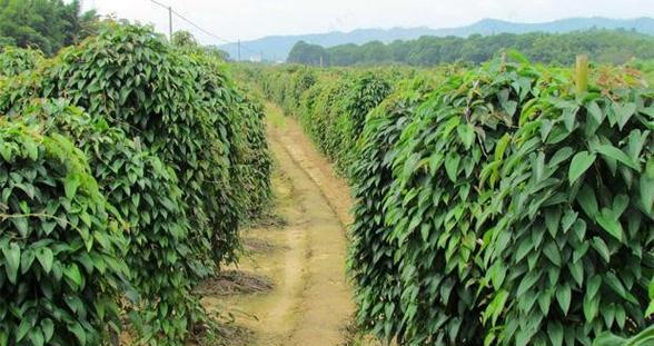 山药种植全攻略（从种植时间到方法）