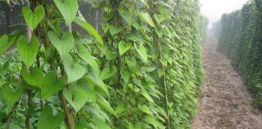 山药种植全攻略（从种植时间到方法）