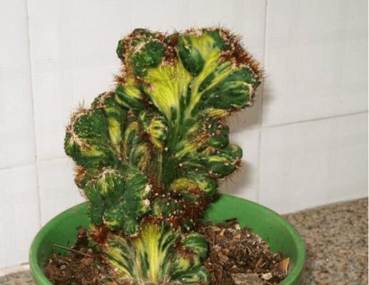 山影开花的奇妙之处（探究山影开花的形态和生态特性）