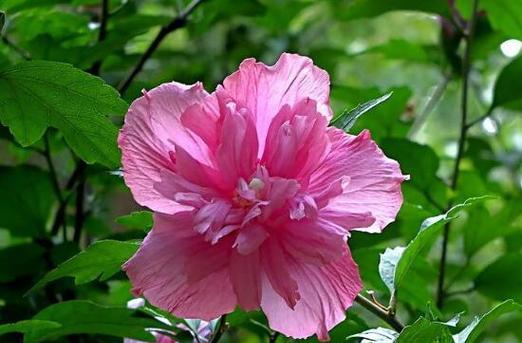 坚韧不拔的花朵（以花语诠释坚韧与顽强）