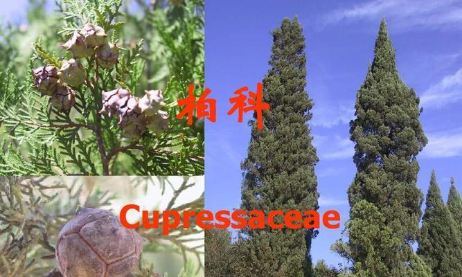 山影拳到底是不是裸子植物（探究山影拳的生物特征与分类地位）