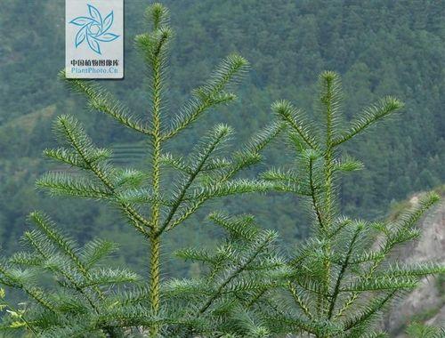 山影拳到底是不是裸子植物（探究山影拳的生物特征与分类地位）