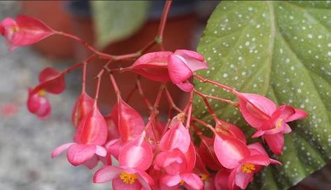 敬佩的花花语大揭秘（花语的力量）