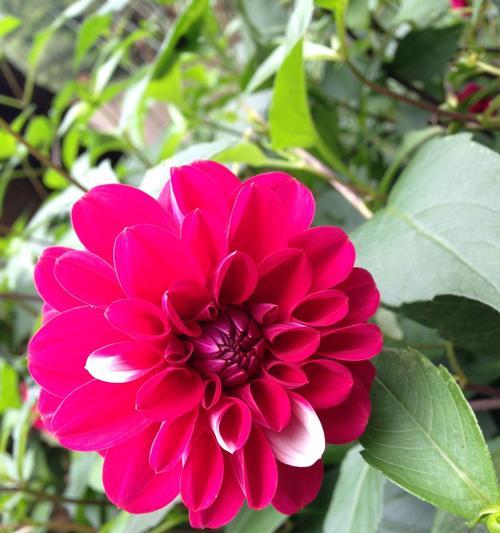 山芋开花的时间和特点（从花期到花色）