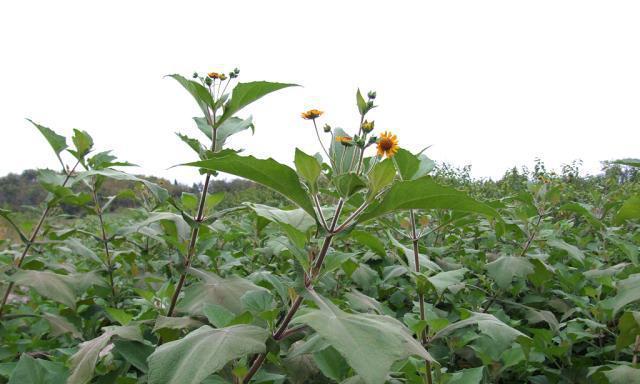 山芋成熟期的种种迹象（了解山芋成熟期）