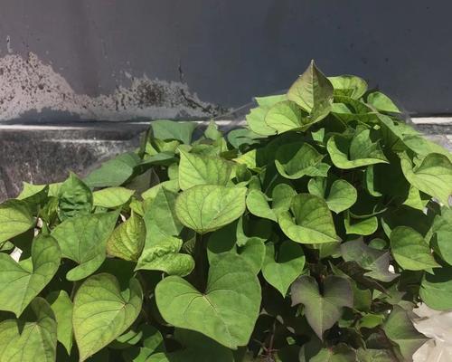 山芋成熟期的种种迹象（了解山芋成熟期）