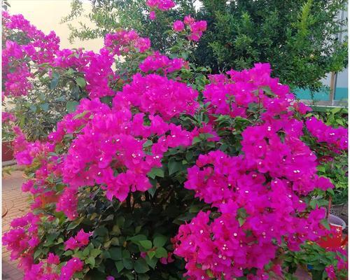 花开乐观，心向阳光（用花语传递乐观的力量）