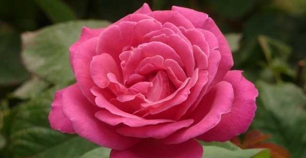 花开爱意，恋爱的花（以花言巧语表达爱情）