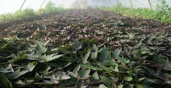 山芋的种植时间和方法详解（提高产量从选好时间和正确方式开始）