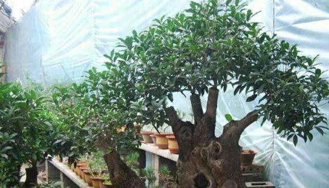 怎样养成老桩造型的桂花（桂花盆栽怎样修剪成老桩）