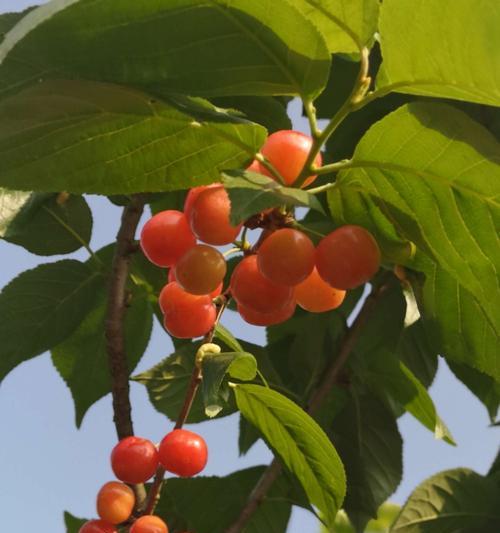 探讨在桂林种植樱桃的可行性（樱桃产业潜力巨大）